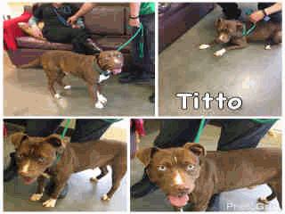 STRAY Total = 59 Dogs Total = 50 ADOPT101 Titto - 4