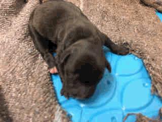 A259001 Brown/White Pit Bull Chandler - 23 Days Old
