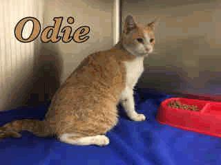 FDS1 Odie - 3 Years Old Neutered Male