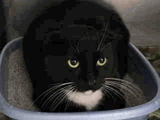 A259150 - No Age Old 01/14/17 STRAY WAIT