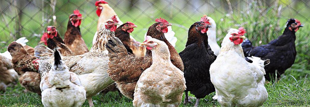 Poultry Population growth, increase in per capita income and export opportunities are fuelling the demand of poultry products in Pakistan Sectors contribution in GDP ~