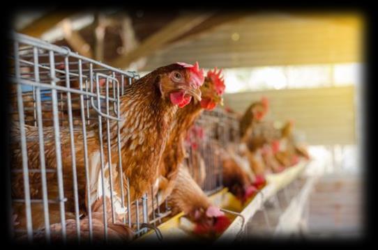 Poultry Poultry is one of the largest agro based segment It accounts both domestic & commercial poultry In