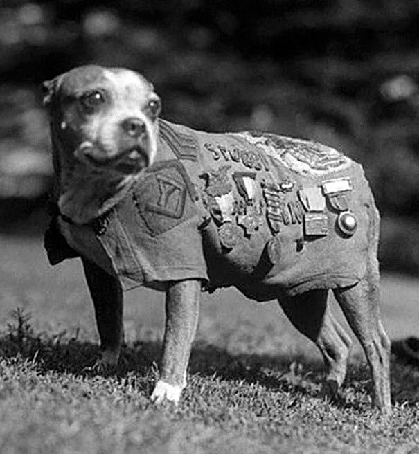 Sergeant Stubby Photo Credits: Front cover, pages 6, 12: illustrations by Gabhor Utomo/ Learning A Z; Title page: Photo Researchers, Inc.