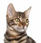 The issues prioritised will depend on the individual cat, but a clear focus in many cat PetWise MOTs is to identify any potential areas of stress so these can be minimised, as well as encouraging