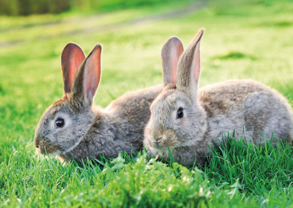 Rabbit contents Key findings 39 Owner demographics 40 Pre-purchase research 40 Inappropriate diet 41 Companionship 42 Behaviour 42 Environment 42 Preventive health 43 Veterinary action areas Lack of