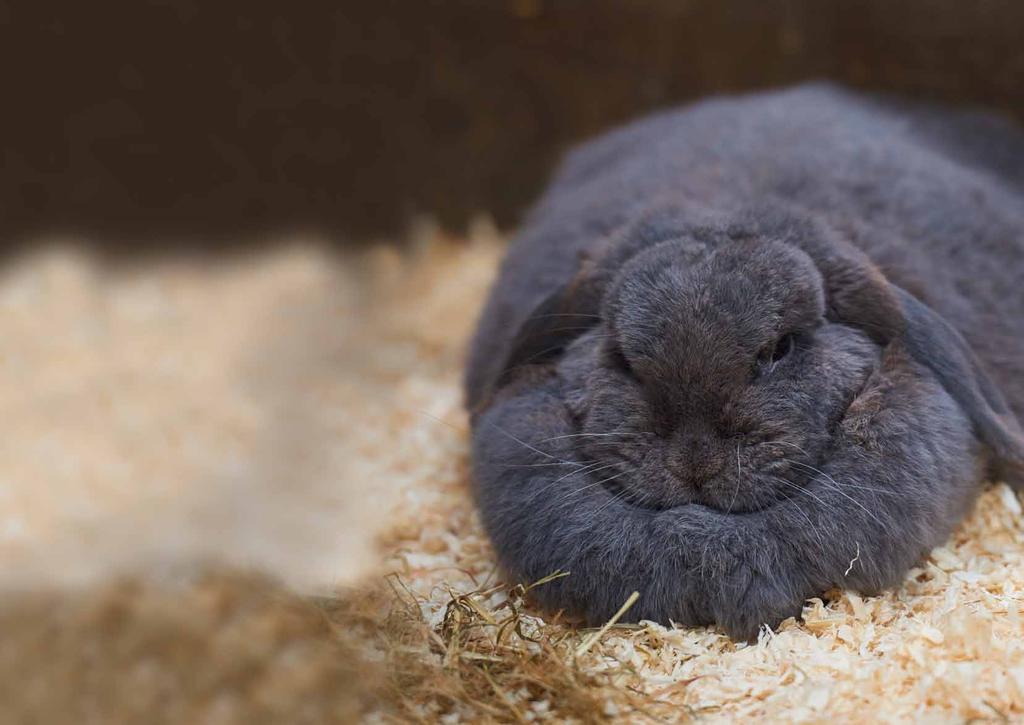 Diet Encouraging owners to feed the correct amount and type of hay and to feed pellets instead of muesli mix is key to dental and digestive health in rabbits.