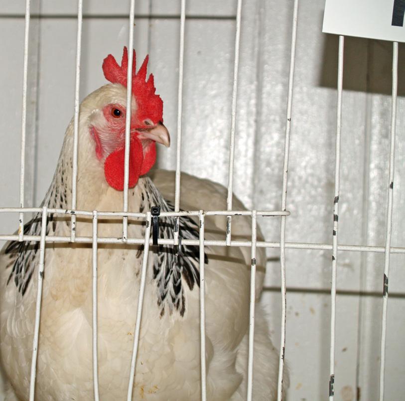 Poultry are widely kept as domesticated animals: By subsistence farmers For self-sufficiency i.e. eggs and meat As pets On small scale farms On large scale, commercial farms Laying hens (for example) are popularly kept by the backyard farmer or on a small holding for pleasure.