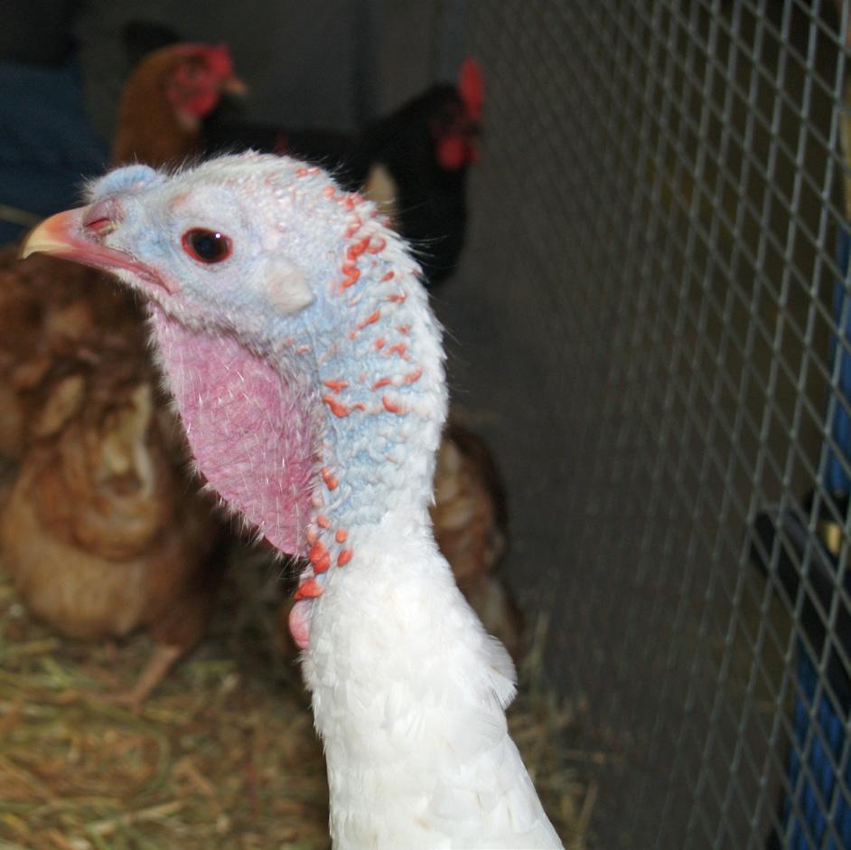 If you choose not to raise chicks (thus avoiding the possibility of being left with rooster/cock that you may not want), perhaps adopting or buying ex-battery hens could be a good alternative if you