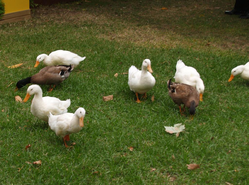 DUCKS When it comes to ducks, choosing the best birds in a flock is very important as it can become too expensive to feed below average birds. The characteristic of a good layer is that she is active.