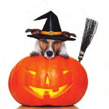 Paw Prints Page 7 12th Annual Dogs For Life Howl-O-Ween Costume Pawrade & Pet Expo October 19th ~ 2 p.m. By: Linda Liss and Karen Mann, DFL Directors and Committee Co-Chair Mark your calendars!