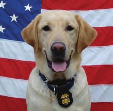 4-H Dog Masters Club to Show at Off-Leash Dog Park April 13 at 11 AM Featuring Darel, Retired ATF Bomb Detection Dog and handler, ATF Retired Special Agent L.A. Bykowsky You won t want to miss the annual 4-H Dog Masters Dog Show to be held at the off-leash Dog Park on April 13th, at 11 AM.