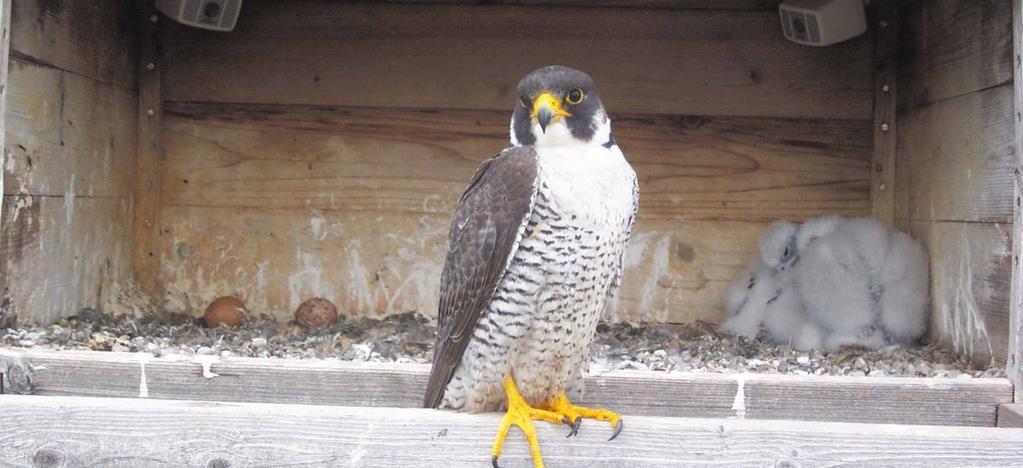 Objectives The Kodak Birdcam website provides a fantastic opportunity to expose students to an endangered species and how Peregrine Falcons fit into the ecosystem.