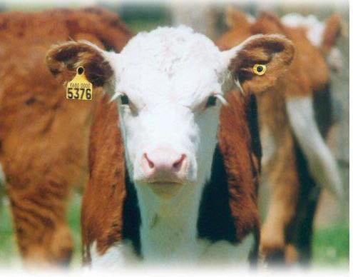 Producers are recommended and encouraged to apply official identification to their livestock on the farm.