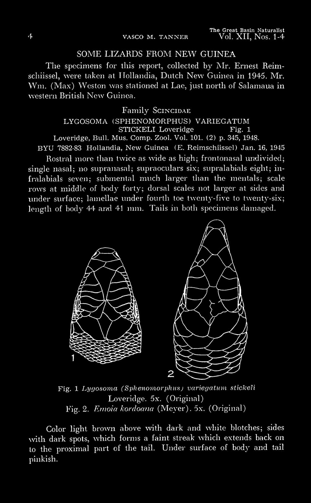 Family Scincidae LYGOSOMA (SPHENOMORPHUS) VARIEGATUM STICKELI Loveridge Fig. 1 Loveridge, Bull. Mus. Comp. Zool. Vol. 101. (2) p. 345, 1948. BYU 7882-83 Hollandia, New Guinea (E. Reimschiissel) Jan.