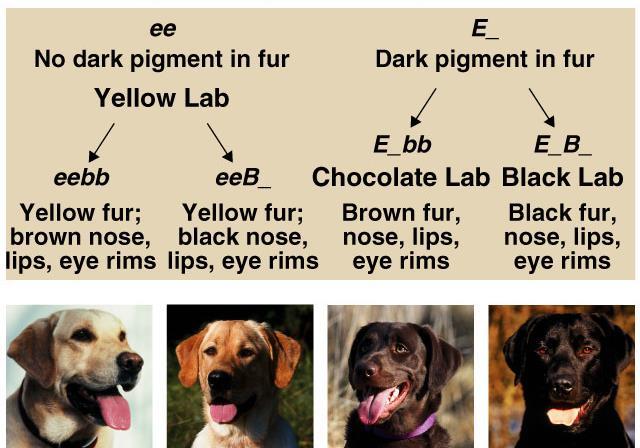 !! Coat color in other animals 2 genes: E,e and B,b color (E) or no color (e) how will
