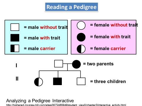 Father who has hemophilia with a mother is homozygous normal. Phenotypic ratio and genotypic ratio. Pedigree = family record for one specific trait.