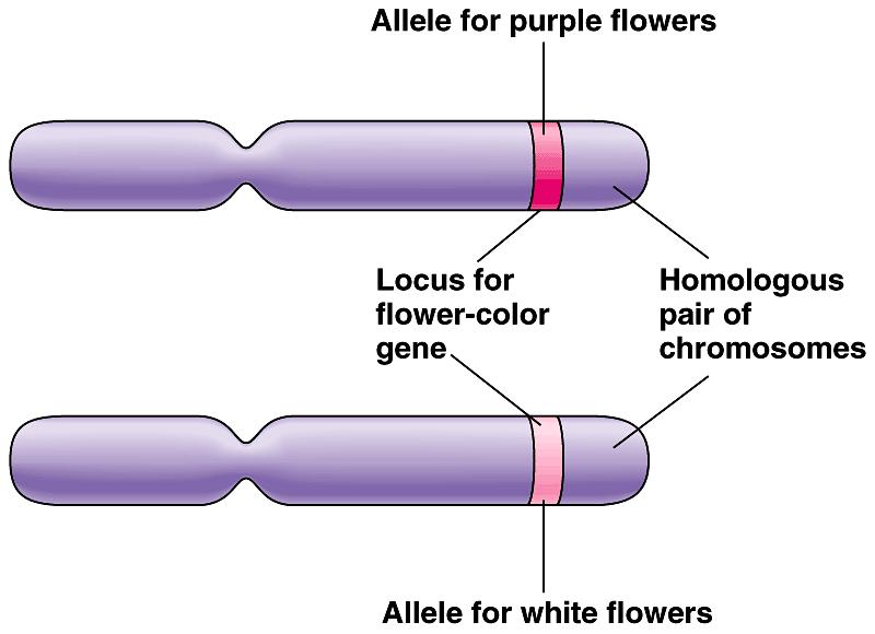 People who have and are called (they carry the recessive allele, but do not express the trait) can pass on allele to offspring How does this work?