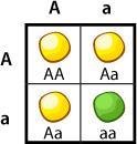 Interpreting the Final Square Once the square is finished, always determine the genotype and phenotype ratios of the possible offspring Genotype: 1:2:1-1 AA, 2 Aa,
