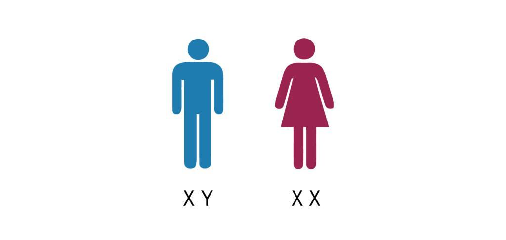 Sex-Linked Traits Genes located on the sex chromosomes are called sex-linked genes Usually found on the X Chromosome