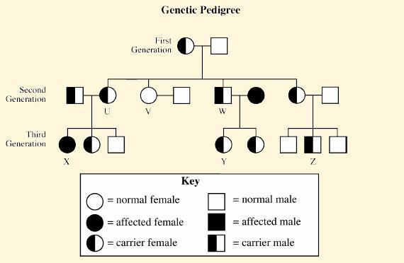 What is a Pedigree?