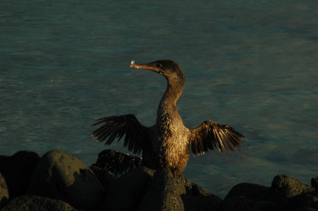 Images The Galapagos Cormorant dries out its