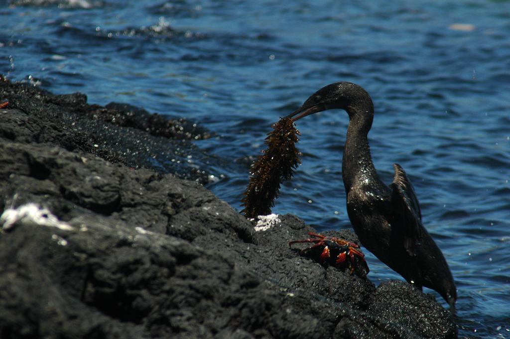 A male Galapagos Cormorant brings a gift of seaweed to