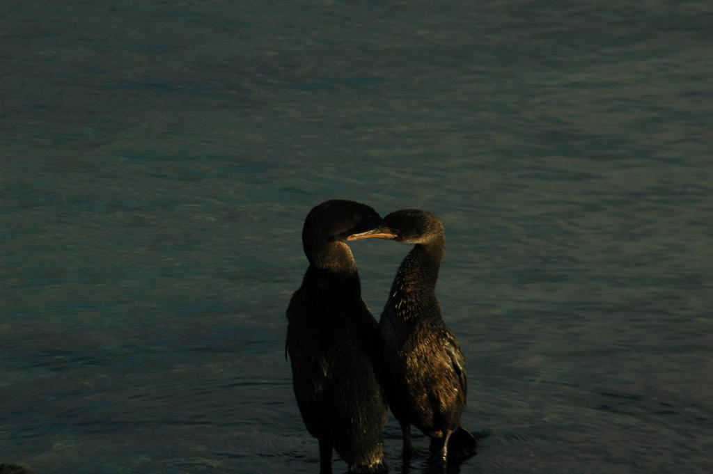 Two cormorants engage in a courtship ritual in the fading afternoon light at Punta