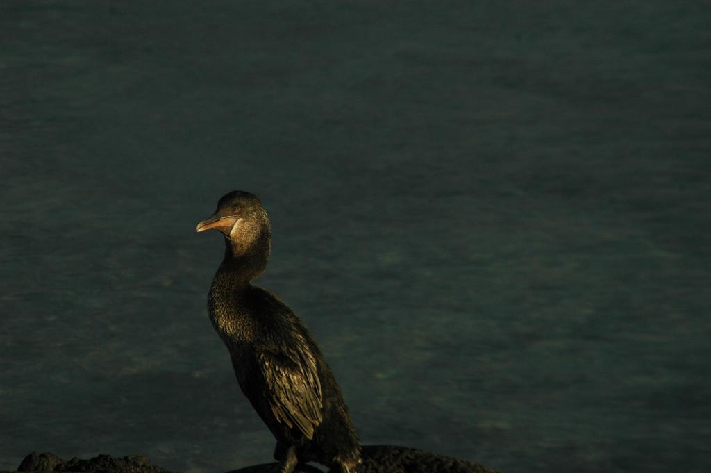 The large body size and paedomorphic characteristics of the cormorant are especially