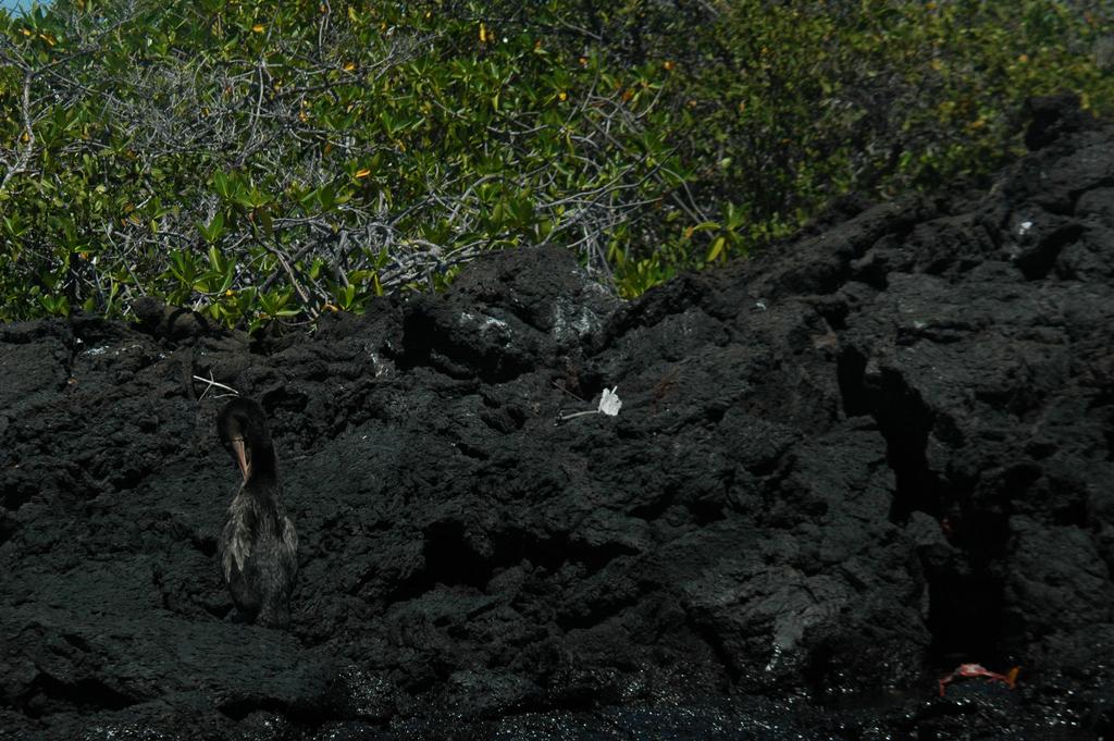 A cormorant on Isla Isabela preens on