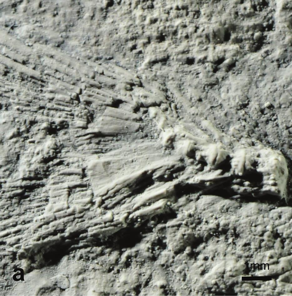 16 FRANCISCO J. DE FIGUEIREDO and DOUGLAS R.M. RIBEIRO Figure 8 - Codoichthys carnavalli. a. Caudal endoskeleton of DGM 435-P (holotype); b. Line drawing of caudal endoskeleton of holotype.