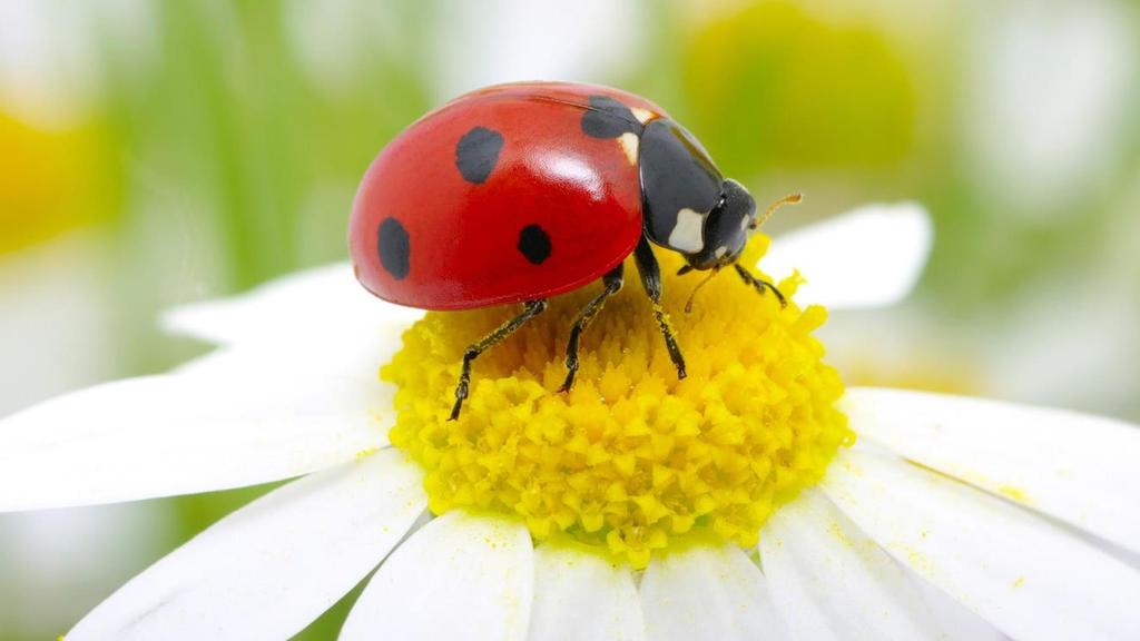 La coccinelle = the ladybug Ladybugs: If you see a ladybug fly away, you should