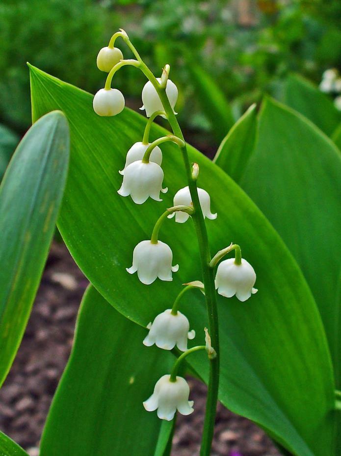 Le muguet = the lilly of the Valley Lilly of the Valley: May 1 st is Labor day in France and it is custom to give Lilly of the Valley on that