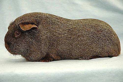 Solid Cinnamon-agouti 4. Topcolour and ticking The topcolour is to be a silver-white colour with even cinnamon ticking.