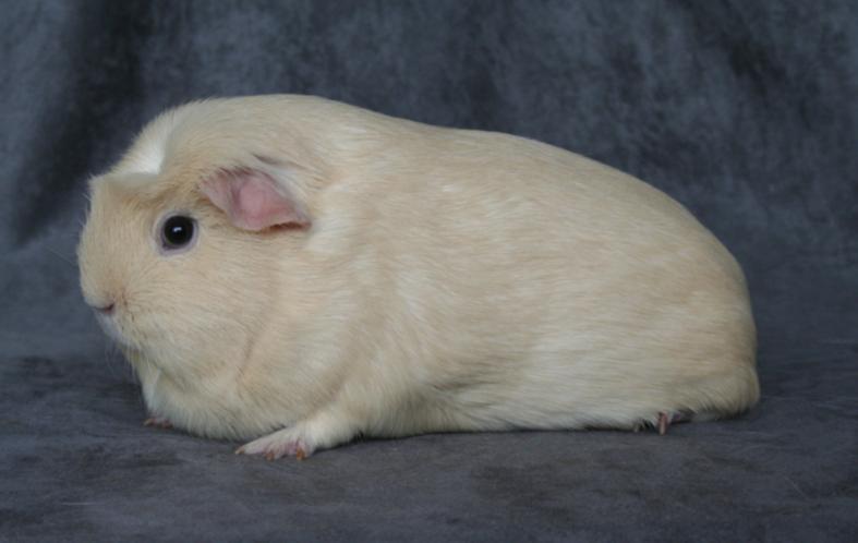 Crested Introduction The main feature on Crested cavies is the crest on their forehead. English Cresteds have crests that match the body colour, whereas American Cresteds have crests that are white.