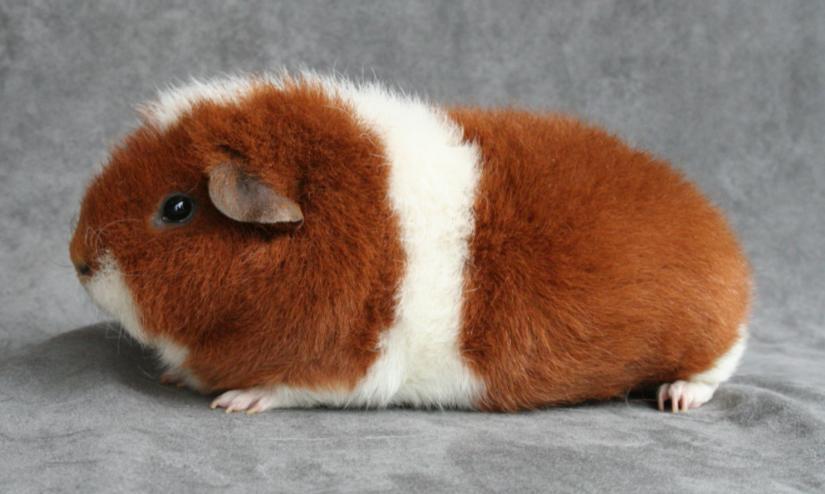 Rex Introduction A Rex is a rough coated cavy with a coarse, dense, crimped, thick, short, erect and springy coat. The Standard 1. Type and Shape 20 2. Head, Eyes and Ears 10 3.