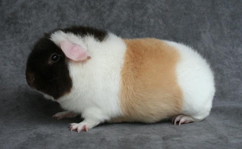 US-Teddy Introduction A US-Teddy is a rough coated cavy with a soft, dense, plush, short, erect and springy coat. The Standard 1. Type and Shape 20 2. Head, Eyes and Ears 10 3.