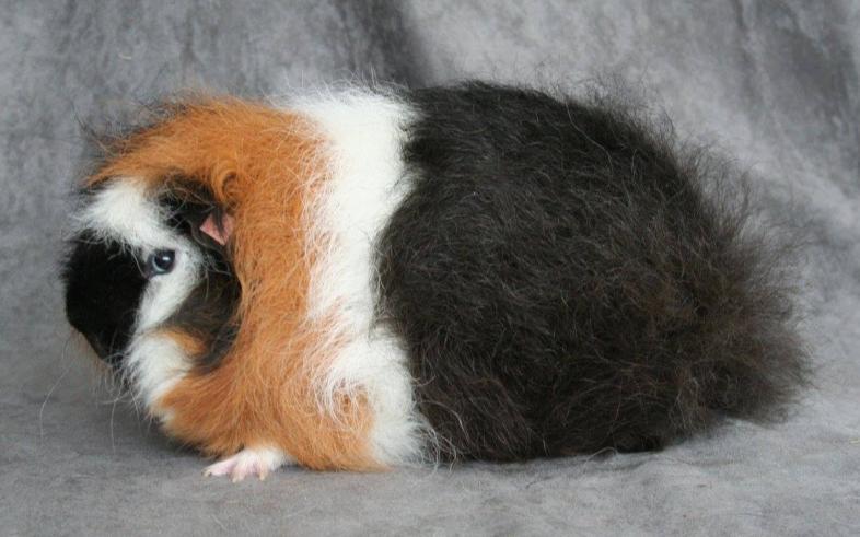 CH-Teddy (Swiss teddy) Introduction A CH-Teddy or Swiss teddy is a rough coated cavy with a longer, erect and springy coat.