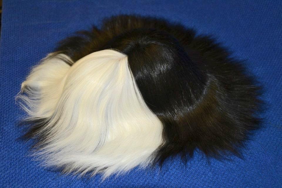 Peruvian Introduction The Peruvian is a long coated cavy breed with two rump rosettes parallel and close to each other. In front of these rosettes the coat should grow forwards and form a frontal.