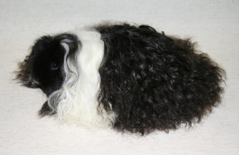 Texel Introduction The Texel is a long coated curly cavy breed.