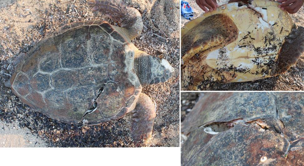 result of a boat strike. Figure 2. Sea turtle stranding on Fanari beach (across from the camping on 8 August.