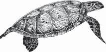 Conversely, turtles spend their juvenile years building hard shells that will enable them to survive for many years; perhaps a century for a few species, such as the giant tortoises of the Galapagos