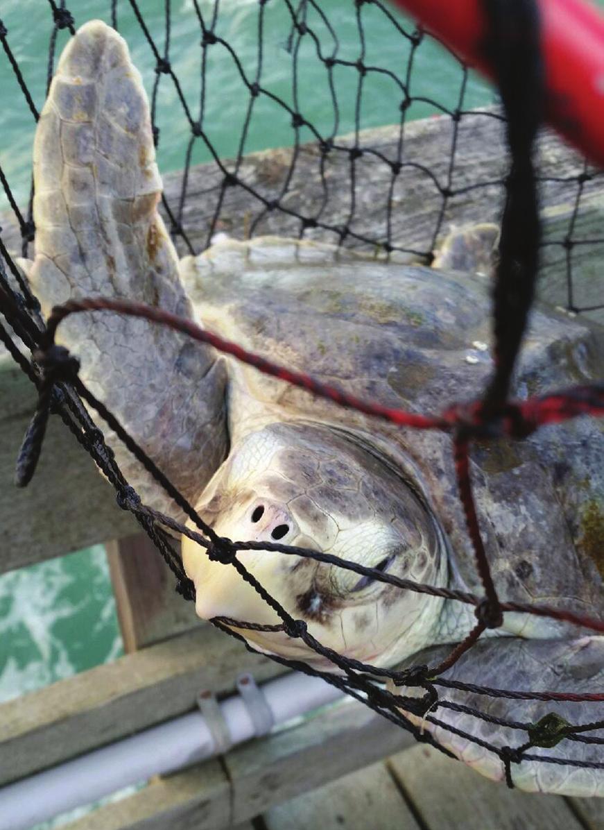 22 Courtesy Virginia Aquarium & Marine Science Center of or damage caused by recreational fishing encounters in North Carolina.