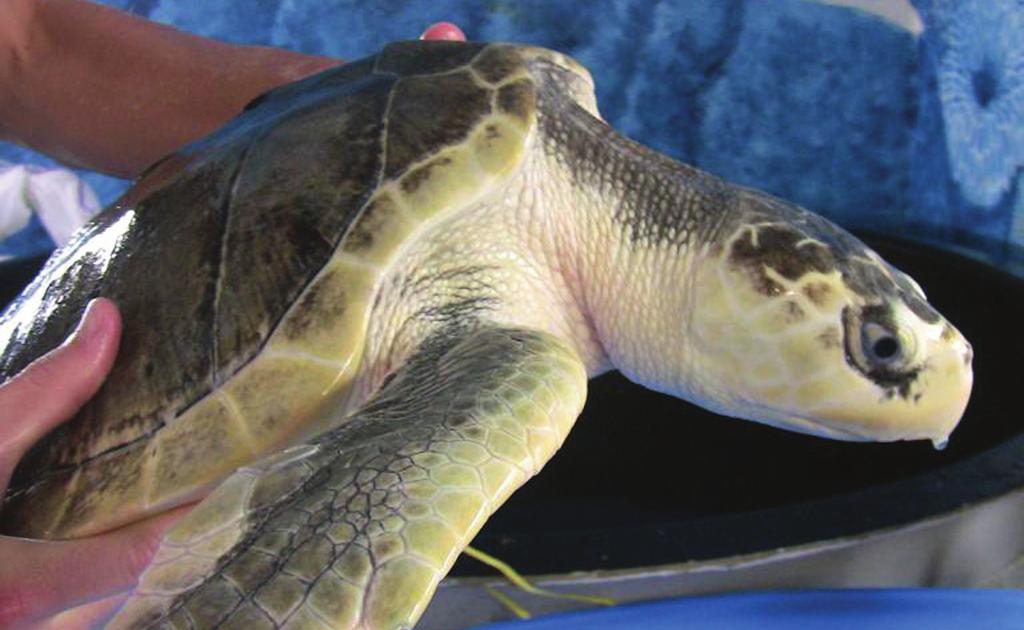 Courtesy Virginia Aquarium & Marine Science Center Courtesy Karen Beasley Sea Turtle Rescue and Rehabilitation Center TOP: Injured turtles may require sedation, surgery and rehabilitation before they