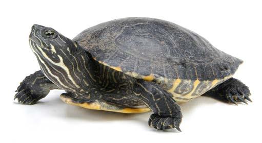 Turtle A turtle s shell can be flat and