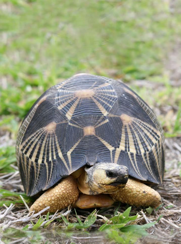 A tortoise s shell
