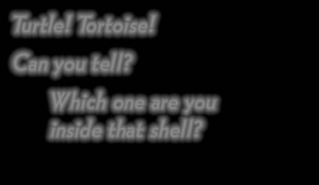 tortoises don t