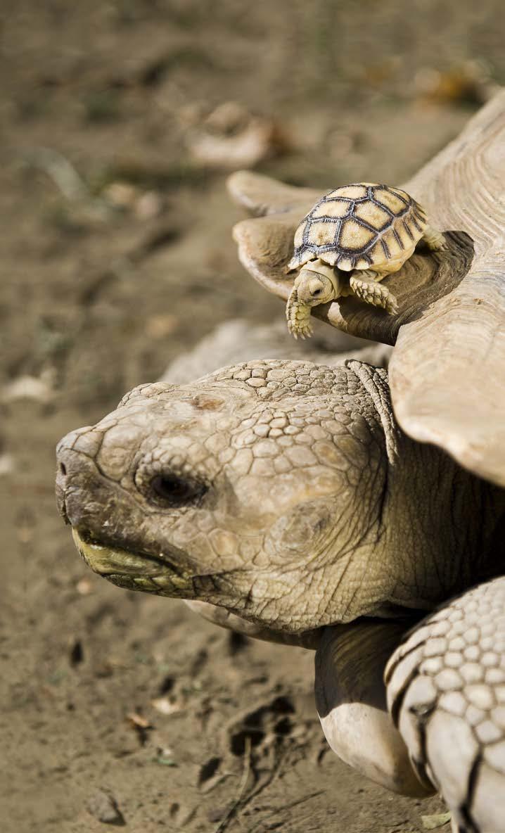 Many tortoises and turtles can pull their legs into their shells. But some turtles cannot do this. Can you tell? Which one are you inside that shell?