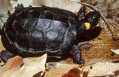 Galapagos tortoise Leatherback
