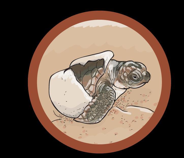 After the female has selected a site, she digs her nest with her back flippers until she reaches the maximum depth, about 20 inches beneath the surface. She then deposits her eggs one at a time.