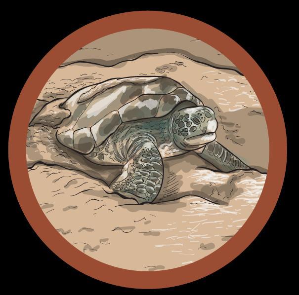 This period of time is often referred to as the lost years, as following sea turtle movements during this phase is difficult.